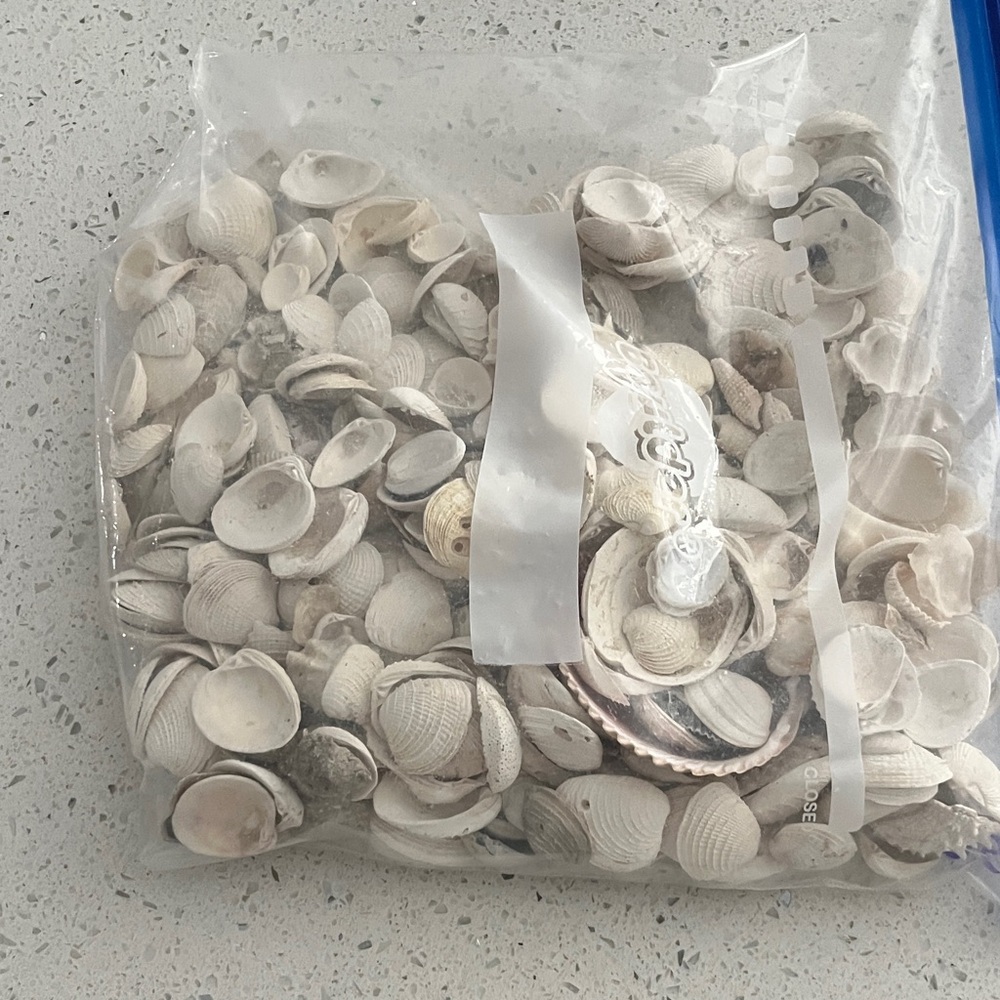 Beautiful Assorted Seashells Collection from Florida #25 - Picture 8 of 8